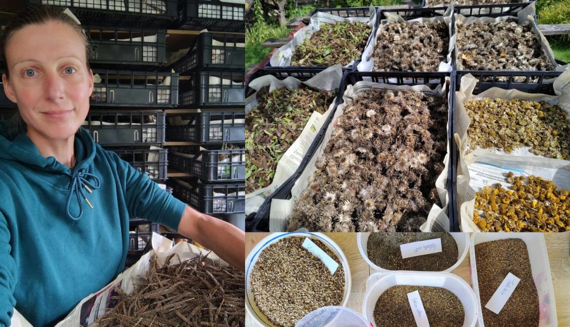 Pļavas sēklu žāvēšana un sagatavošana.jpg