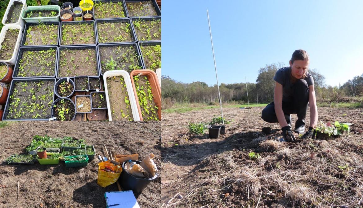 Pļavas sēklu augšanas testi (attēls pa kreisi) un sēklu audzētavas tapšana.jpg