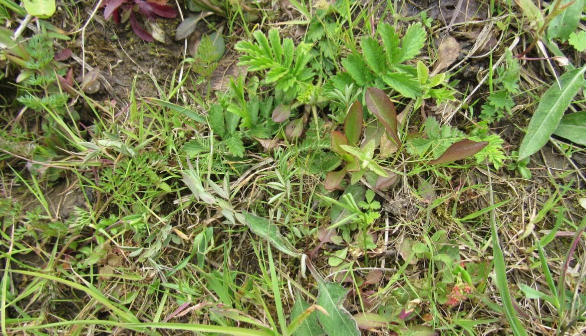 Pirmie priecīgie rezultāti pēc dabiskās pļavas iesēšanas.jpg