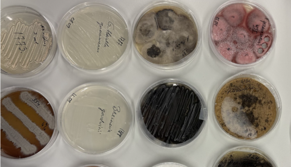 Latvijas mikroorganismu celmu kultūru kolekcija.png