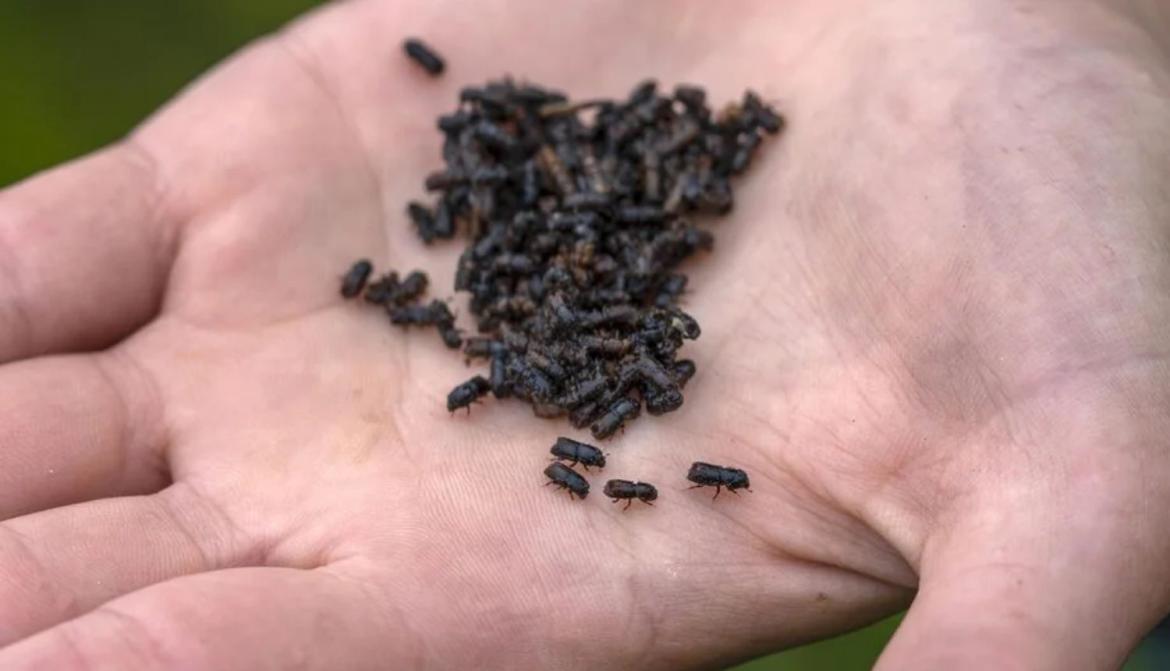 Astoņzobu mizgrauzis. Foto APScanpixLETA.jpg Astoņzobu mizgrauzis. Foto APScanpixLETA.jpg