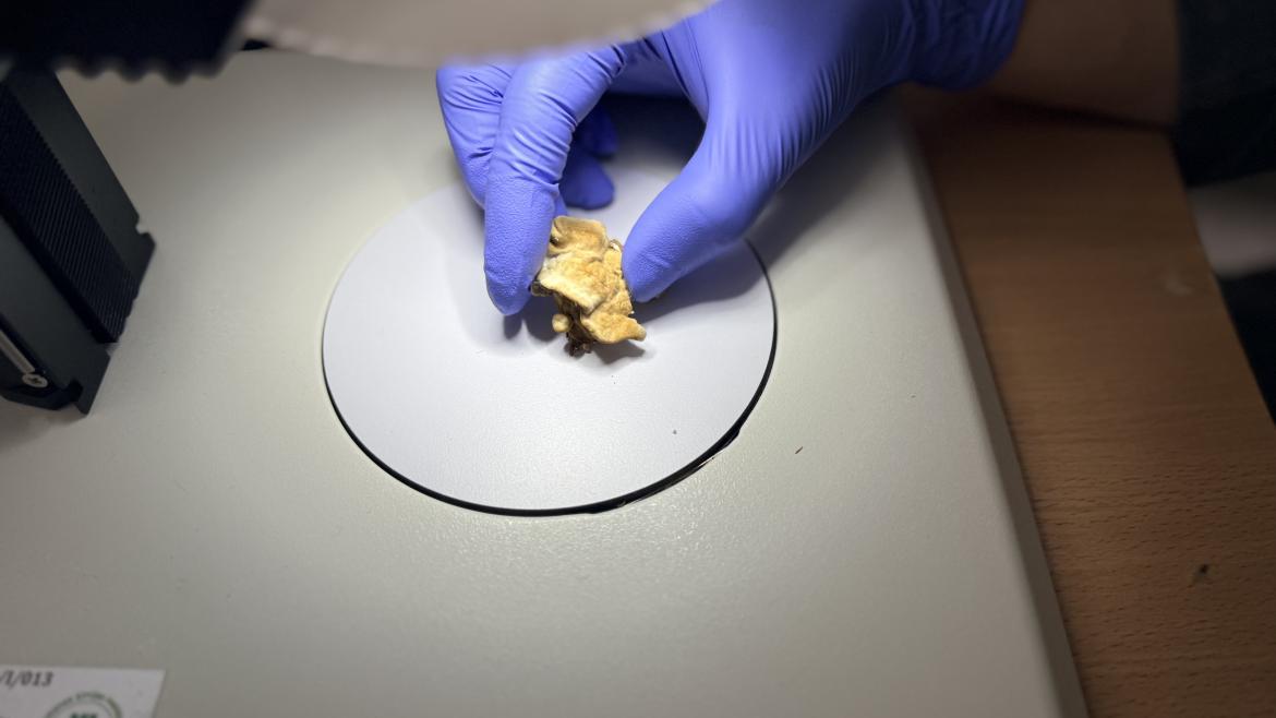 IMG_2667.jpeg IMG_2667.jpeg