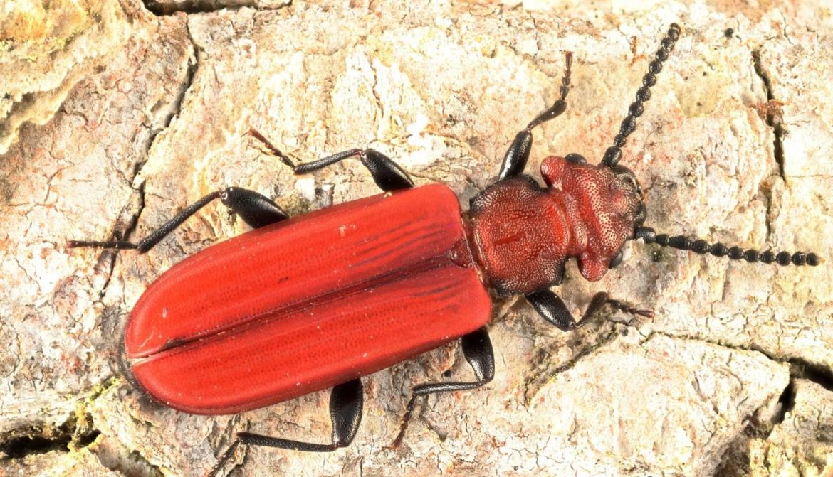 Sarkanais plakanis.jpg Sarkanais plakanis.jpg