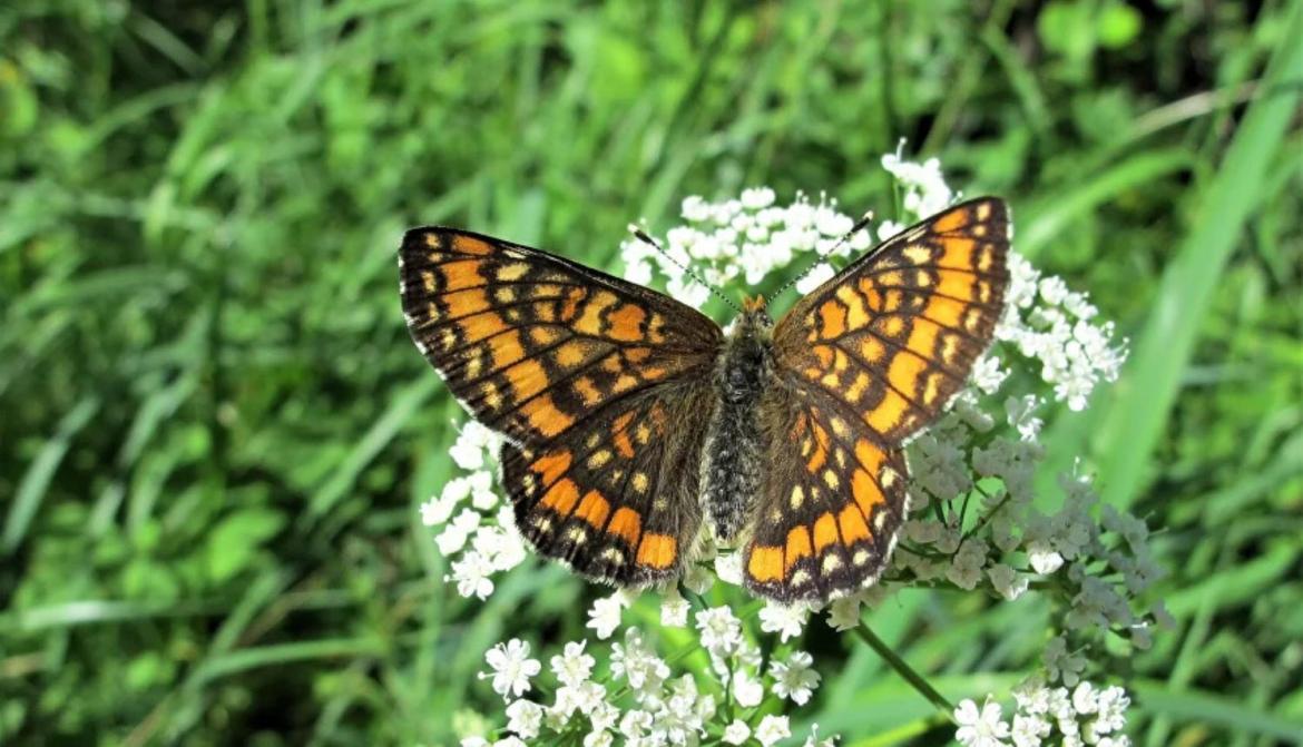 Skabiozu pļavraibenis.jpg Skabiozu pļavraibenis.jpg