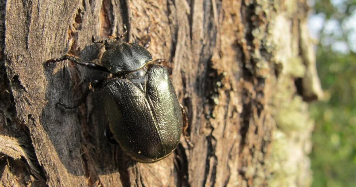 Little forest engineers, or how insects maintain balance in nature. A ...